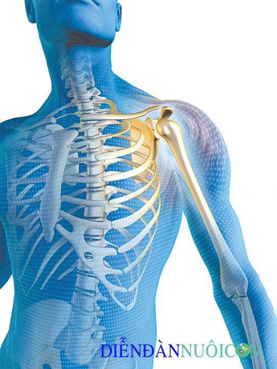 Vai trò của canxi đối với xương và cơ